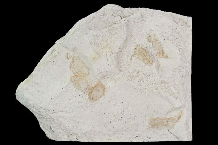 Multiple Fossil Pea Crabs (Pinnixa) From California - Miocene #128105